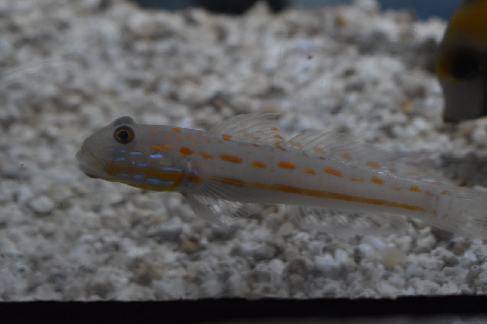 Unknown fish - Adventure Aquarium