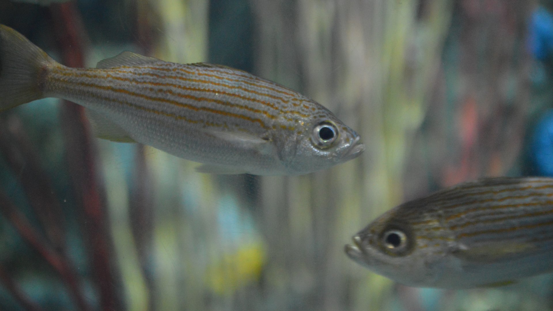 Unknown Fish (Aquarium of the Pacific)