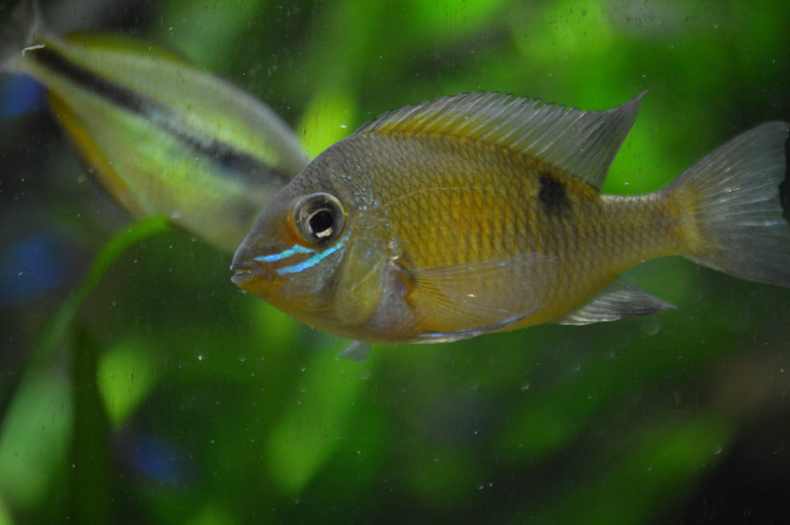 Unknown Fish (Cichlid?), Shedd Aquarium