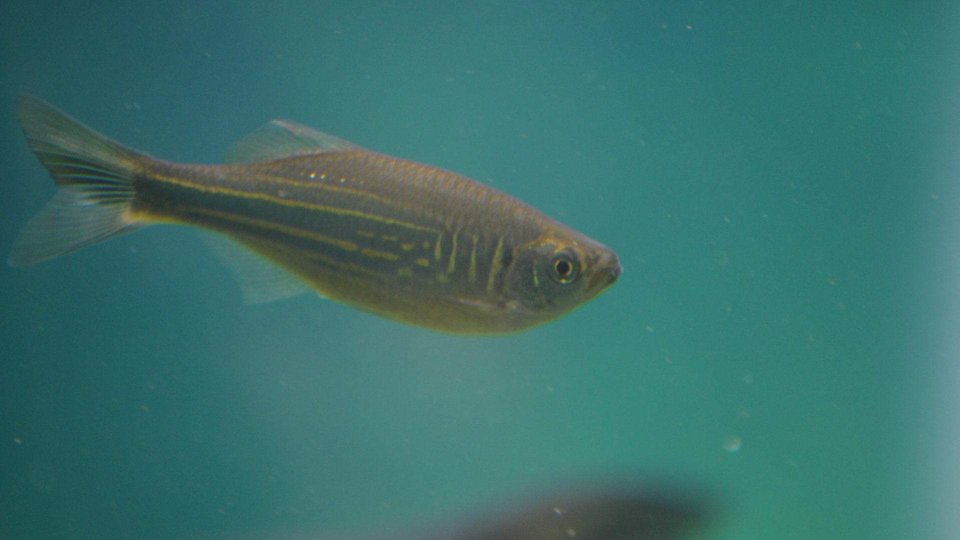Unknown Fish (Fort Worth Zoo, August 2019)