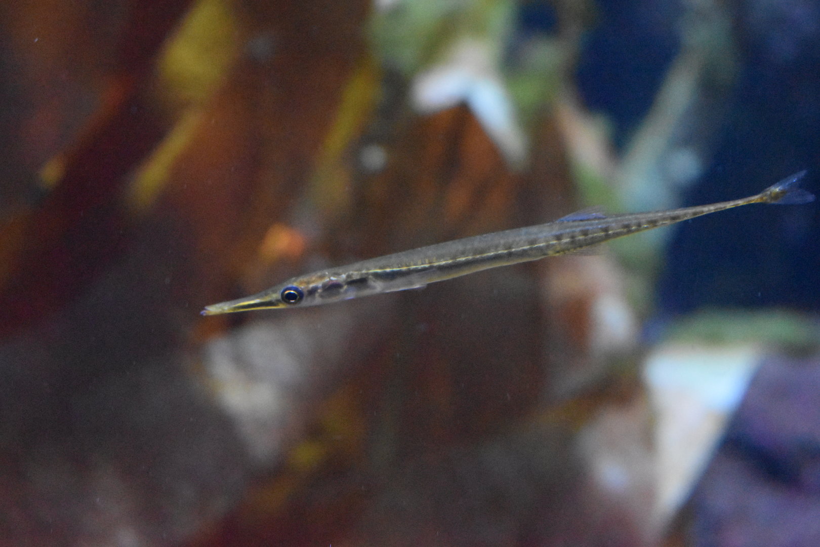Unknown Fish (Henry Doorly Zoo)