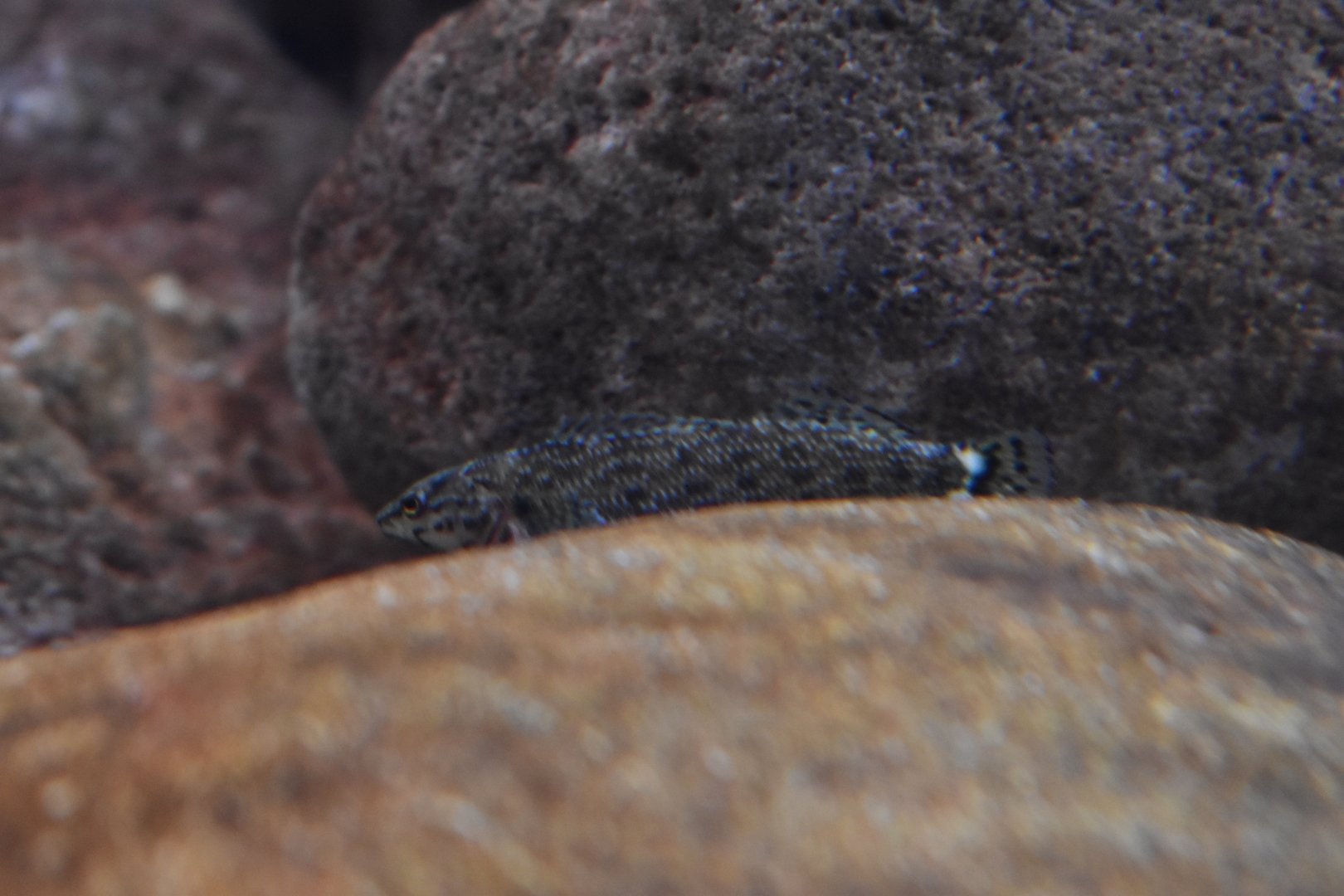 Unknown fish ID (Georgia Aquarium)