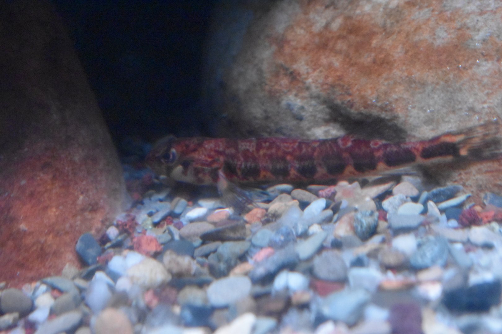 Unknown fish ID (Georgia Aquarium)
