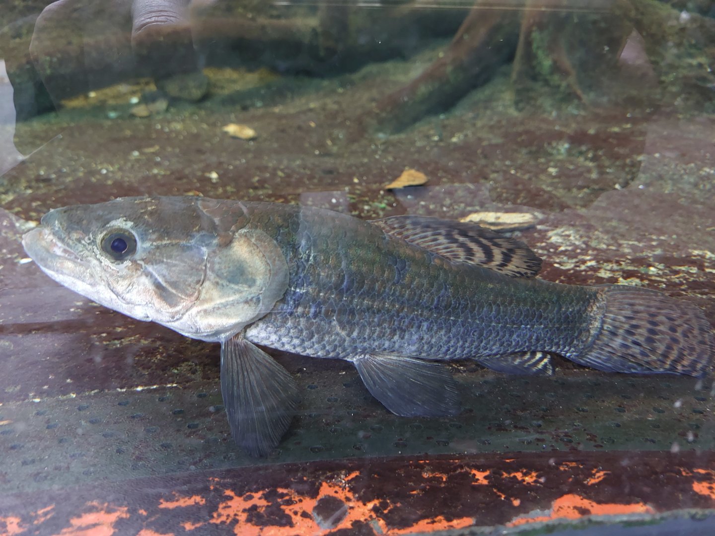 Unknown fish in S-American tank