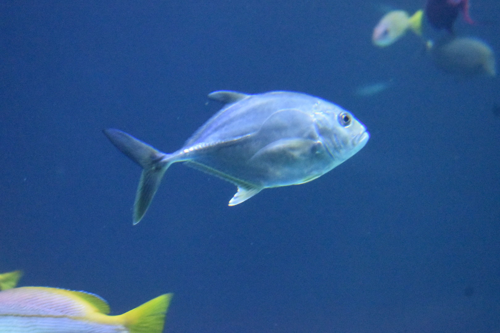 Unknown Fish - Kansas City Zoo