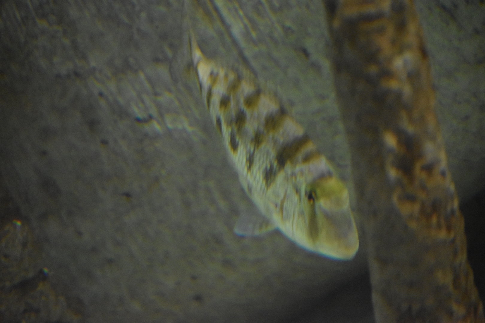 Unknown Fish - Kansas City Zoo