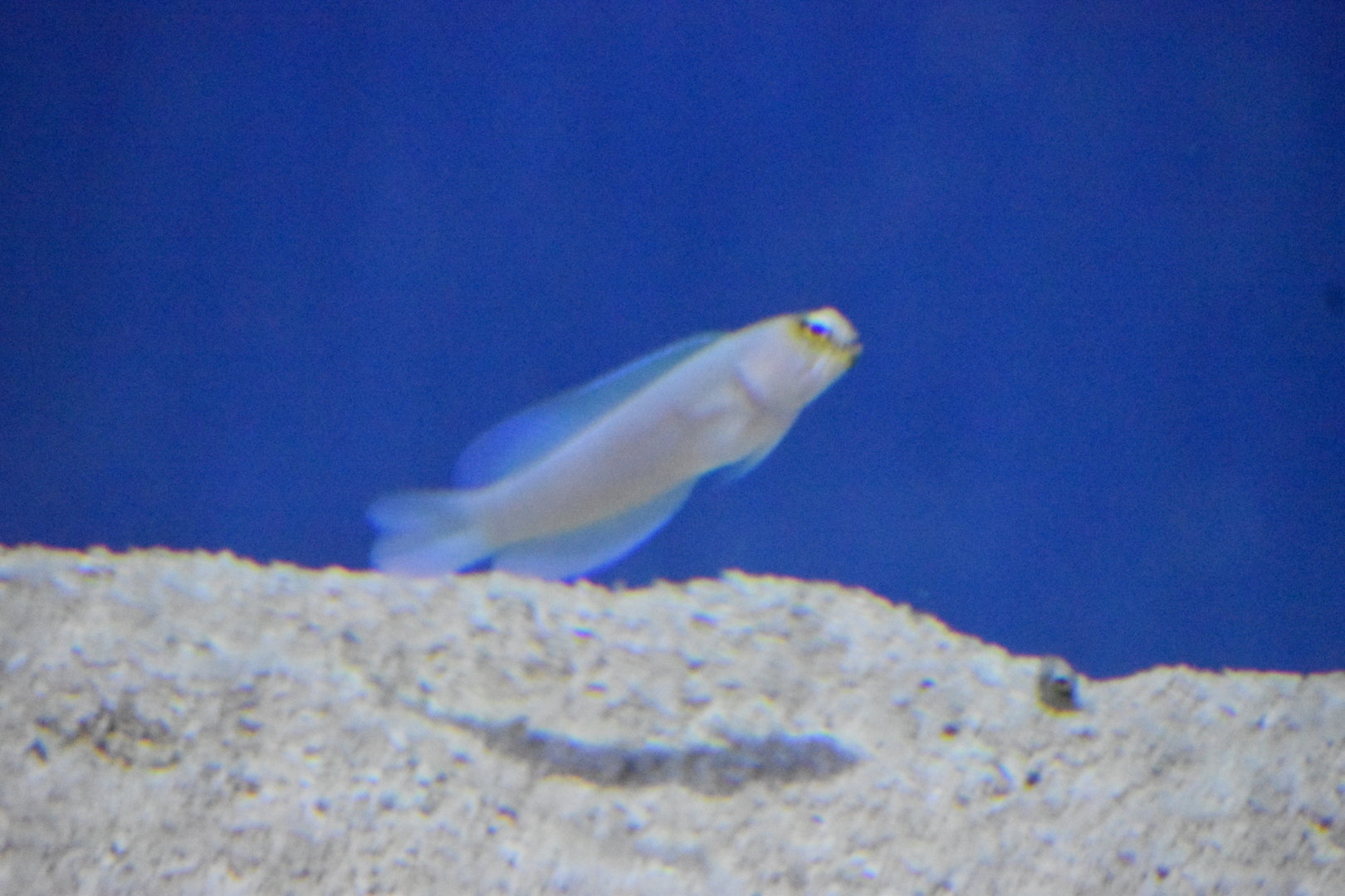 Unknown Fish - Kansas City Zoo