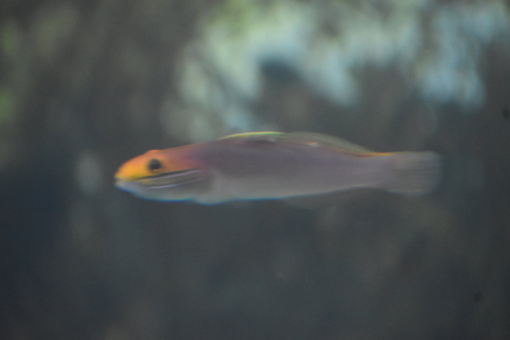 Unknown Fish - Kansas City Zoo