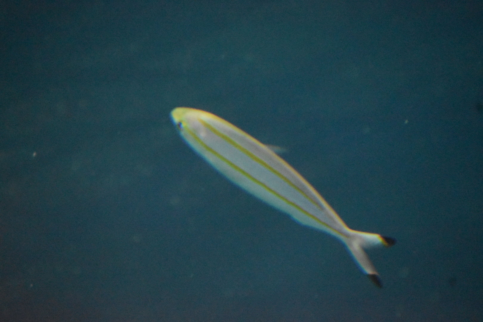 Unknown Fish - Kansas City Zoo