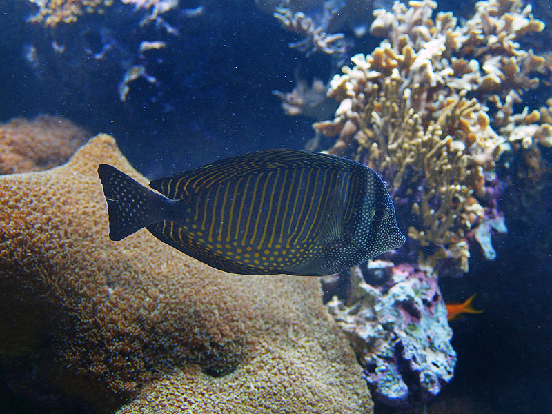 Unknown fish - Oceanário de Lisboa