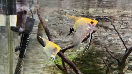 Unknown Fish Species 1