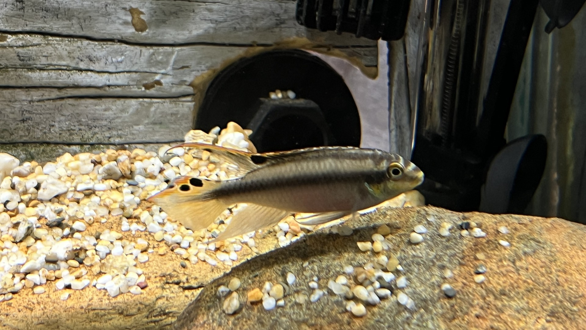 Unknown Fish Species 2