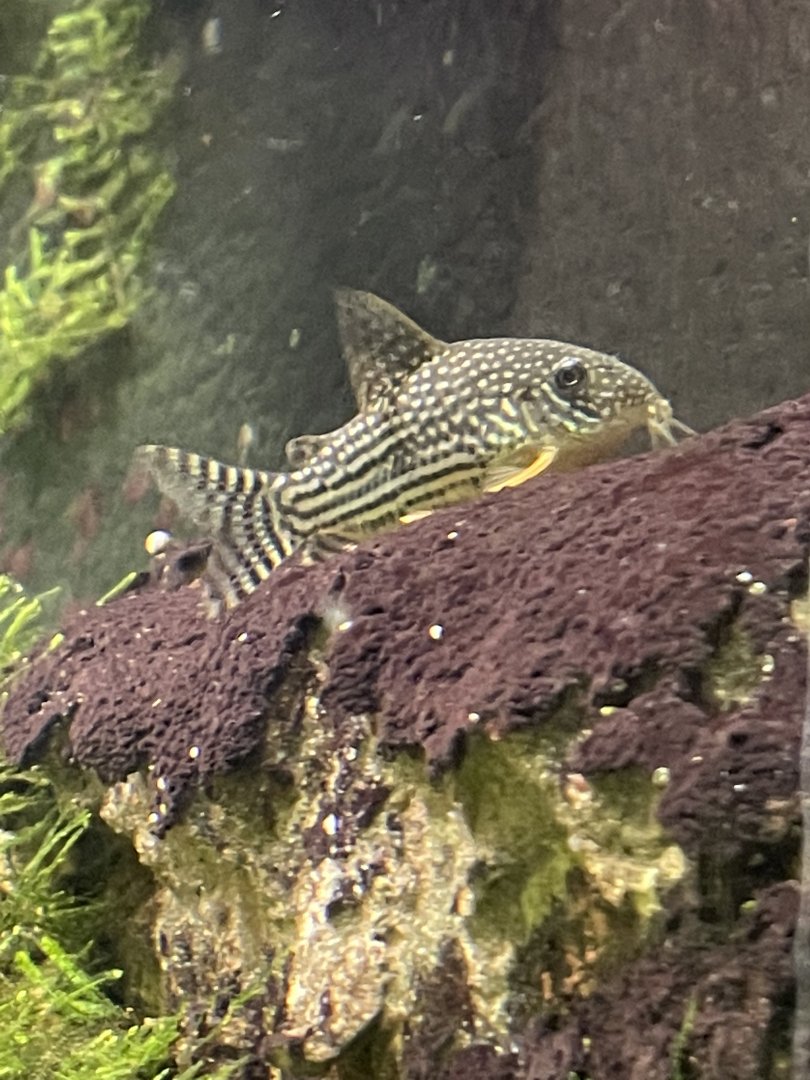 Unknown fish species, maybe a catfish?