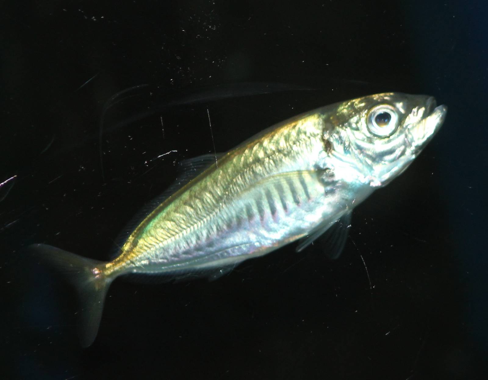 unknown fish ( to me ) northsea aquarium