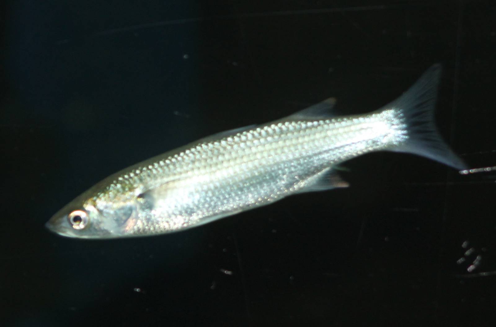 unknown fish ( to me ) northsea aquarium