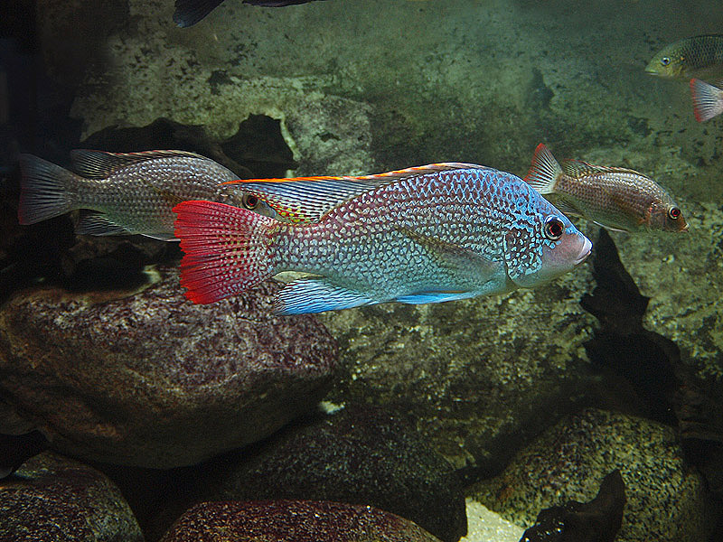 Unknown fish - Zoologischer Garten Berlin Aquarium