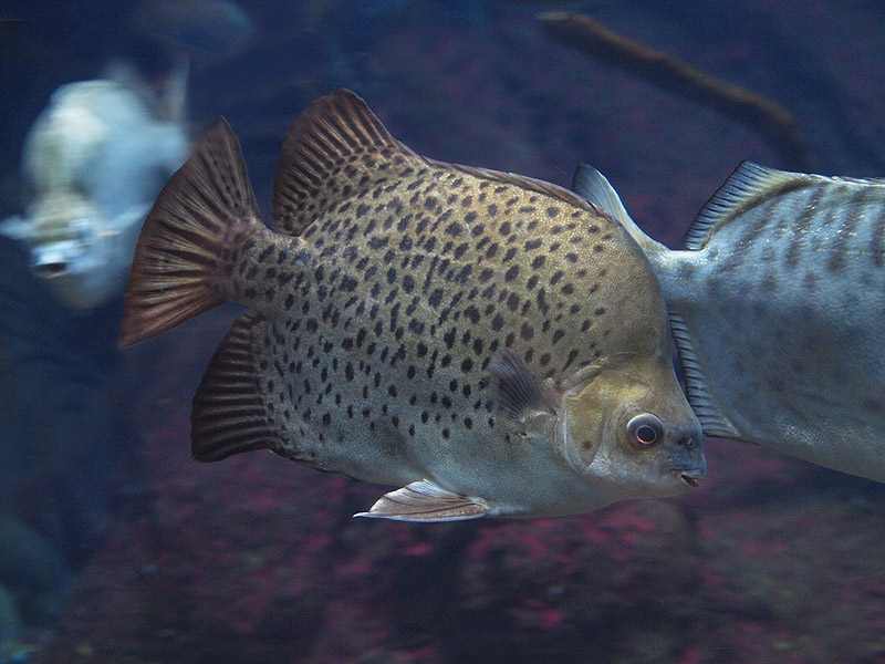 Unknown fish - Zoologischer Garten Berlin Aquarium