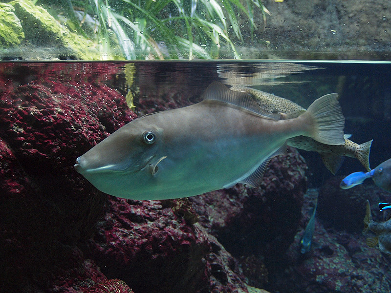 Unknown fish Zoologischer Garten Berlin Aquarium