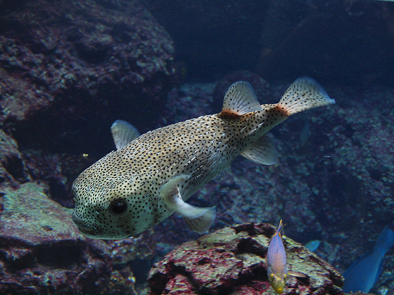 Unknown fish - Zoologischer Garten Berlin Aquarium