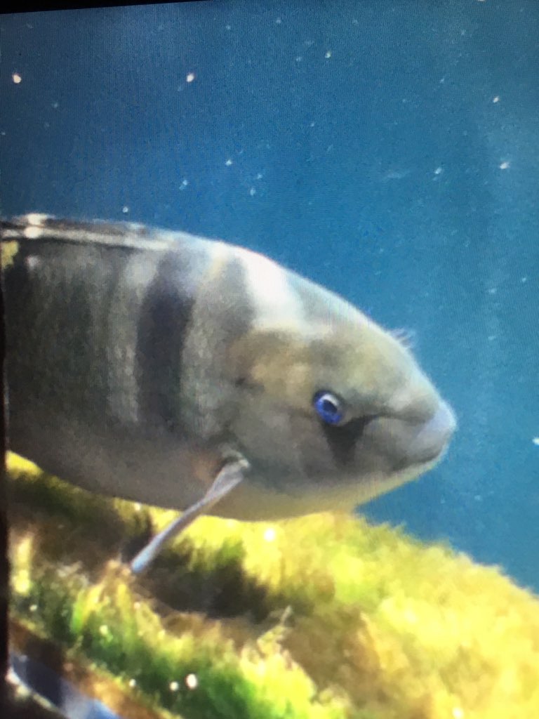Unknown FIsh