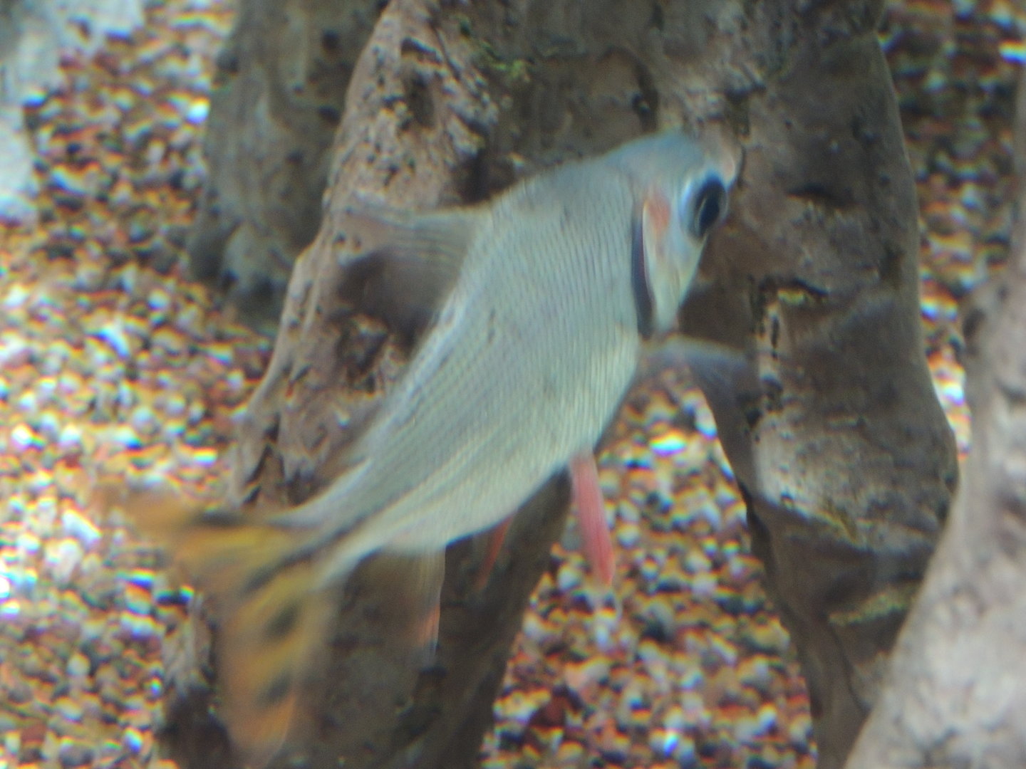 unknown fish