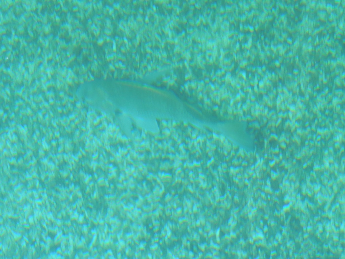 unknown fish