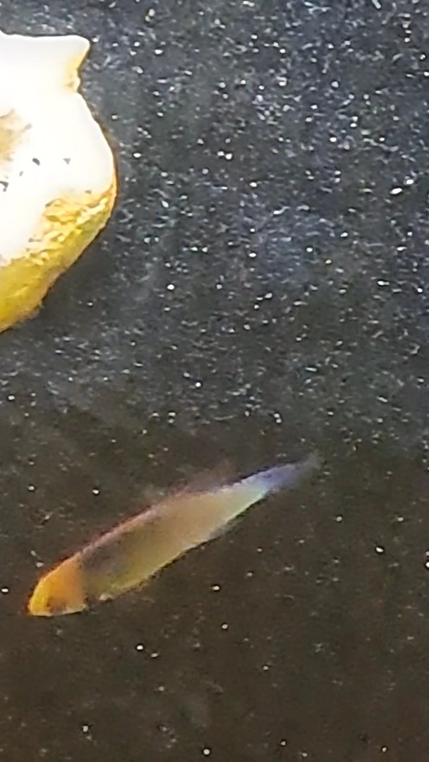 unknown fish