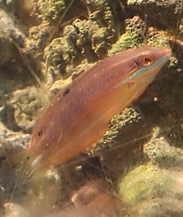 unknown fish