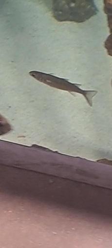 unknown fish