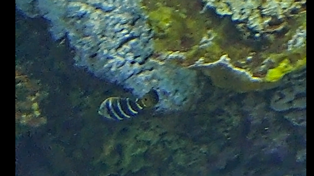 unknown fish