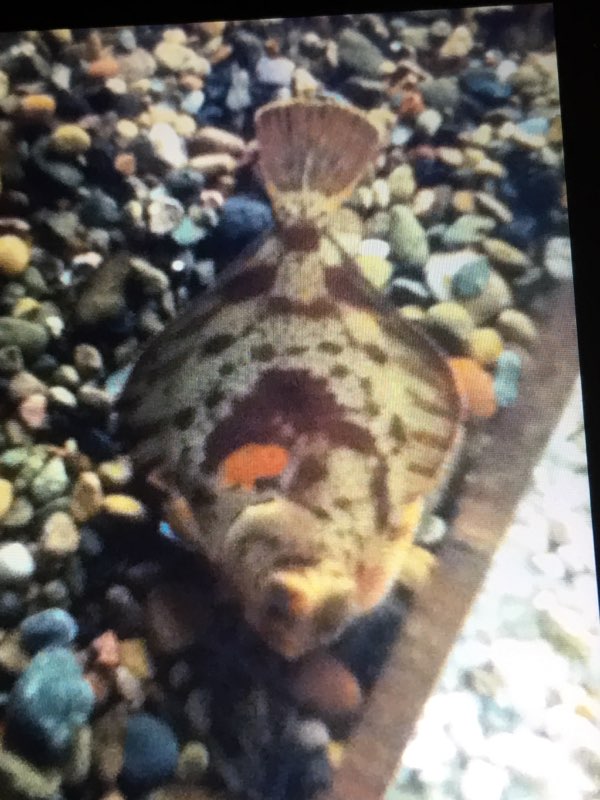 Unknown Flatfish/Flounder Species