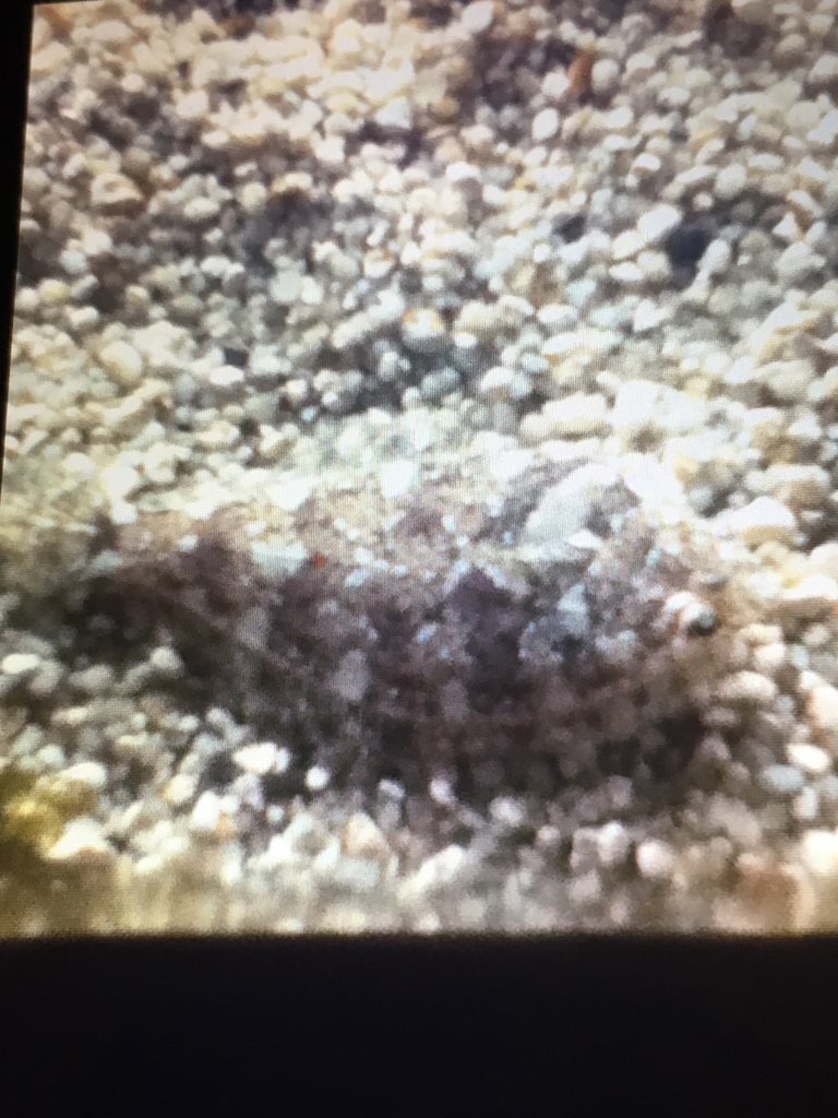 Unknown Flounder/Flatfish