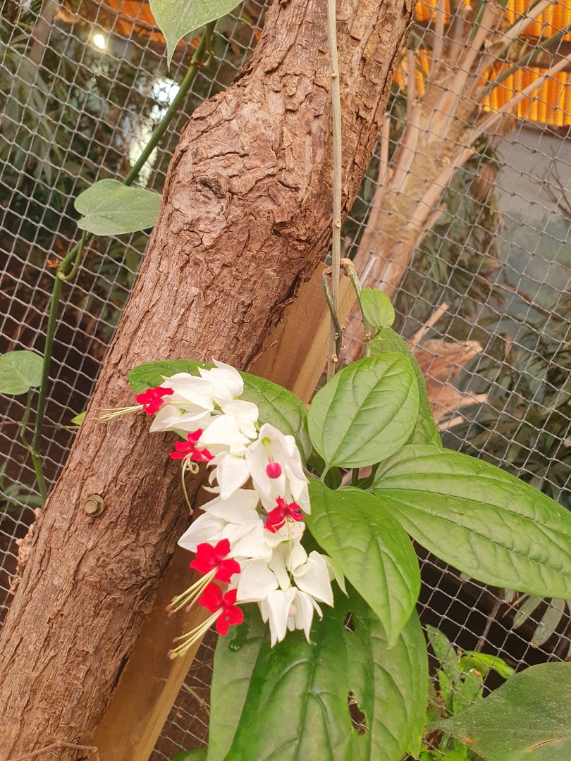 Unknown flower in Dragons in Danger