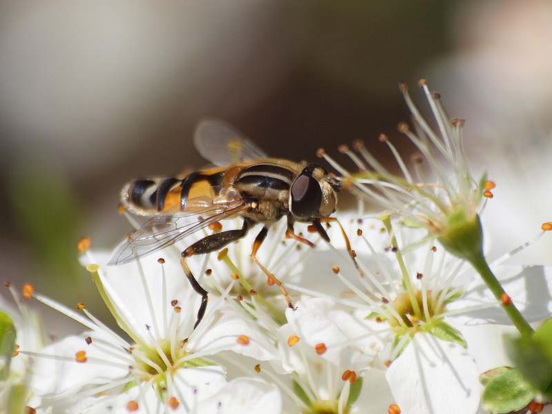 Unknown Fly - Aiguamolls de l'Empordà