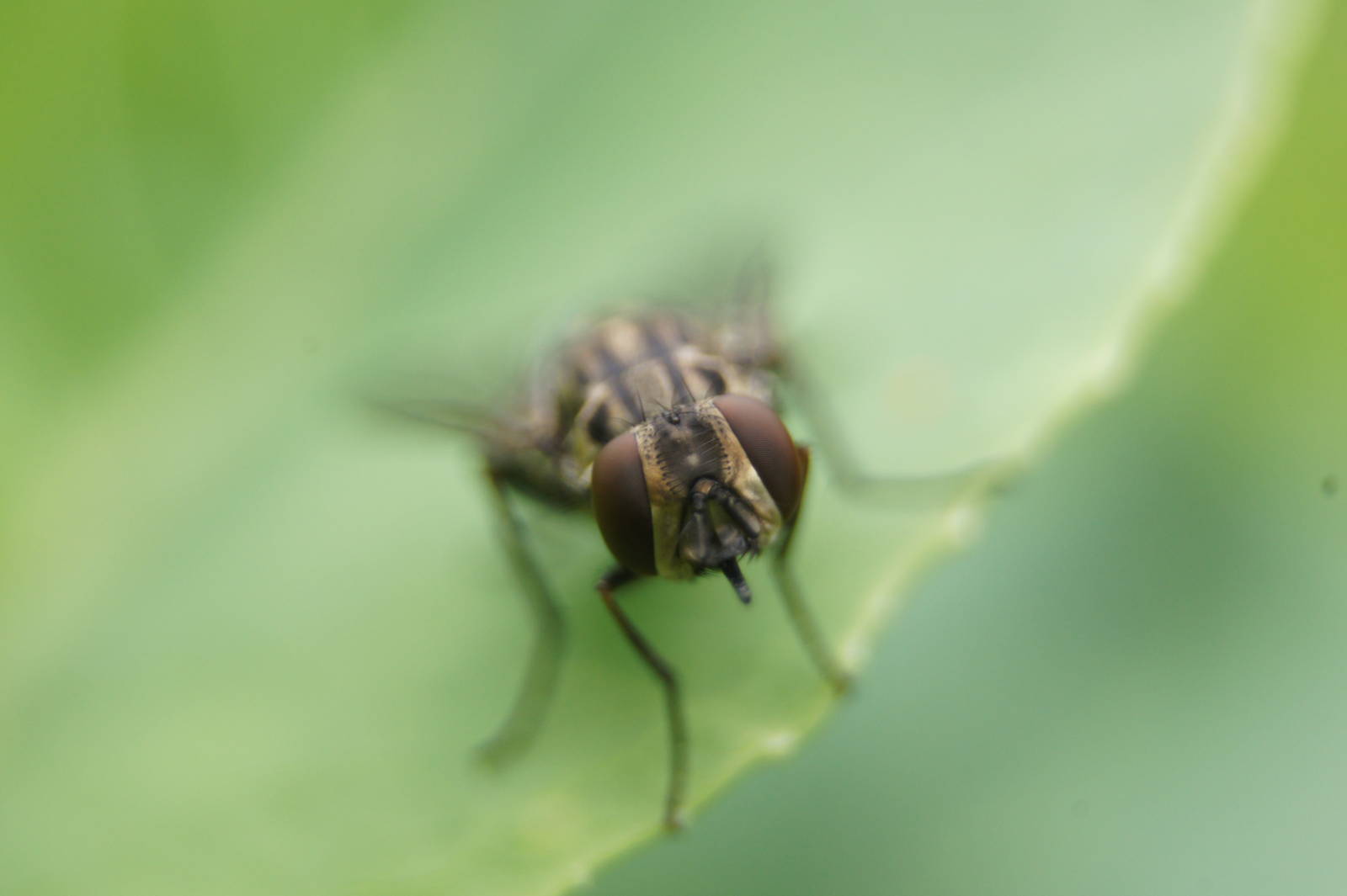 Unknown Fly Species