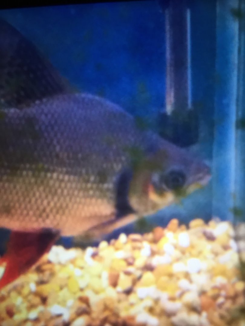 Unknown Freshwater Fish Species