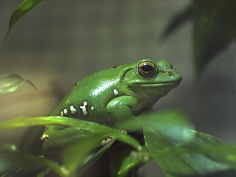Unknown frog - Zoologischer Garten Berlin Aquarium