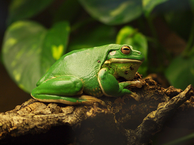 Unknown frog - Zoologischer Garten Berlin Aquarium