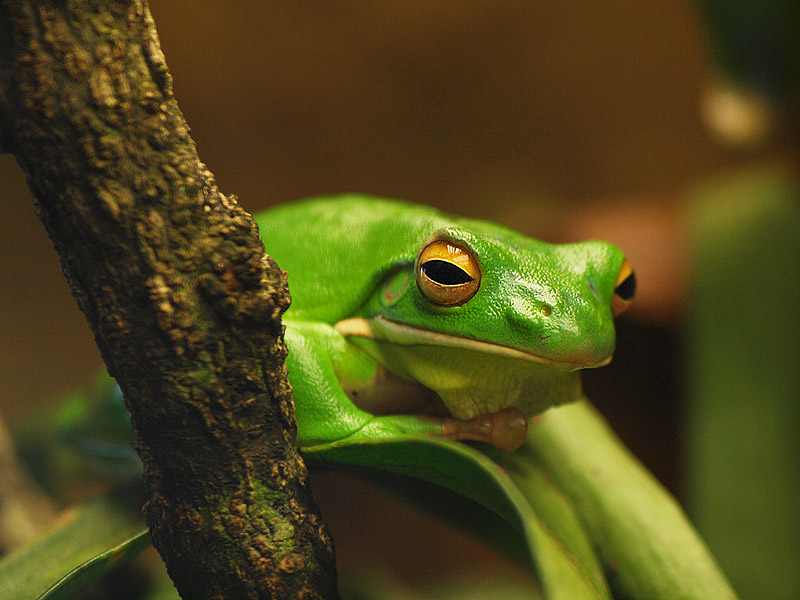Unknown frog - Zoologischer Garten Berlin Aquarium
