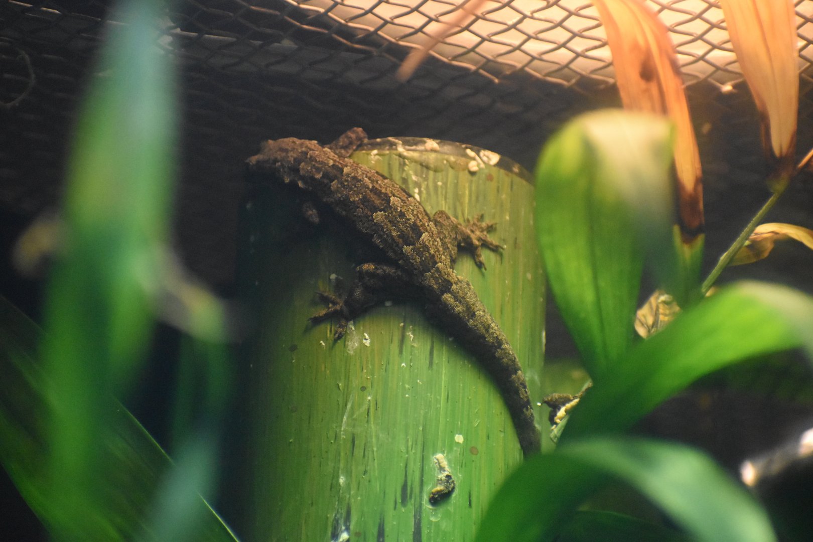 Unknown Gecko - Bronx Zoo