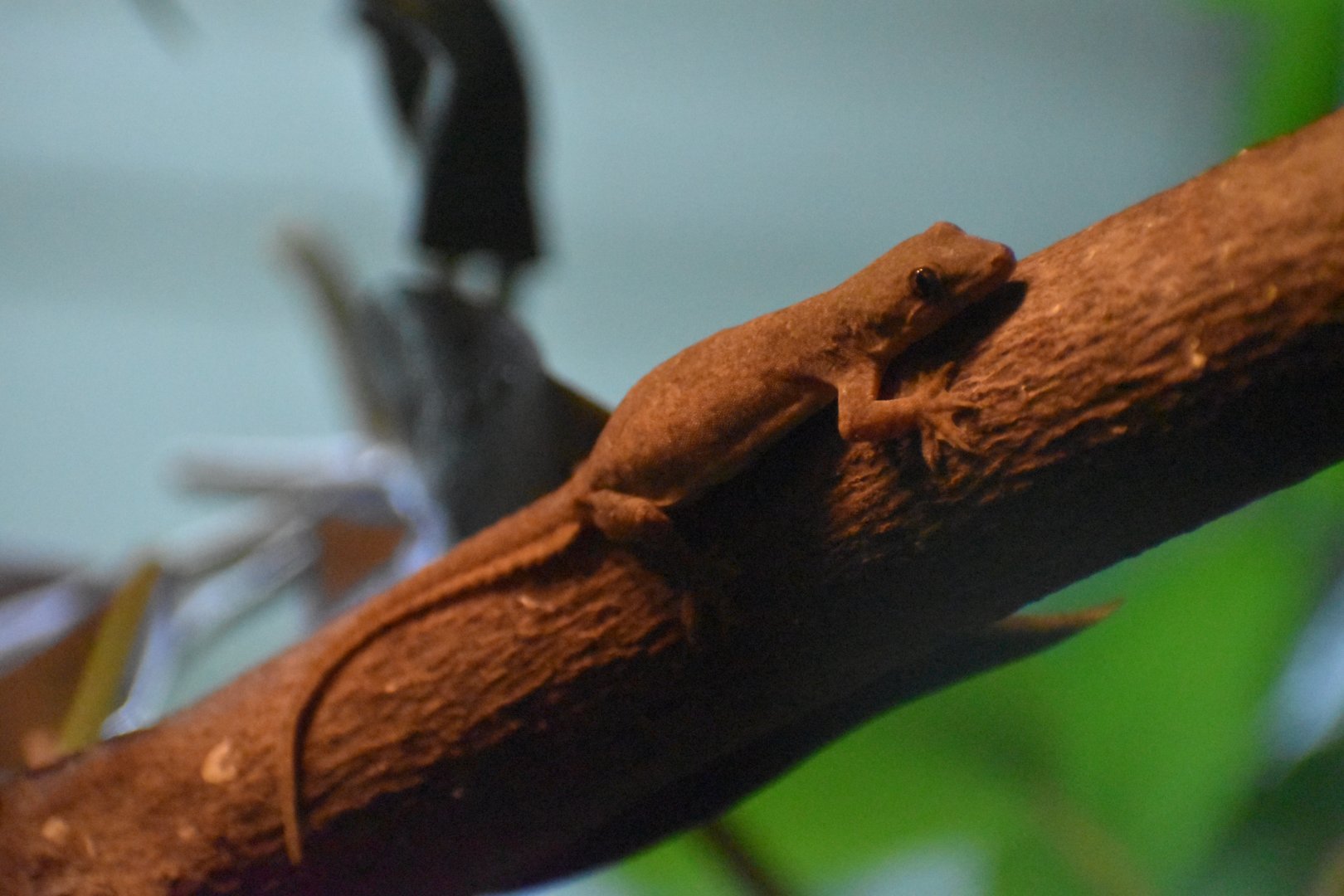 Unknown Gecko - Bronx Zoo