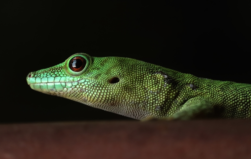 Unknown gecko - Free living in the Tropenhalle