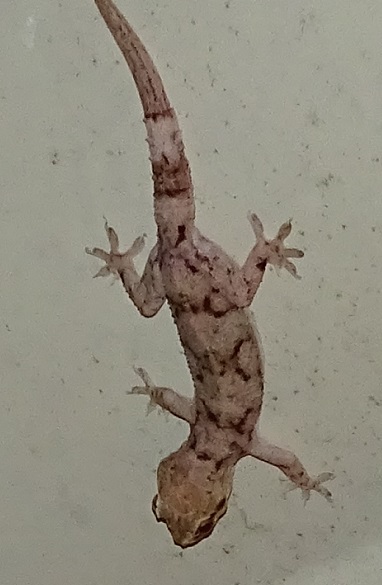 Unknown gecko species