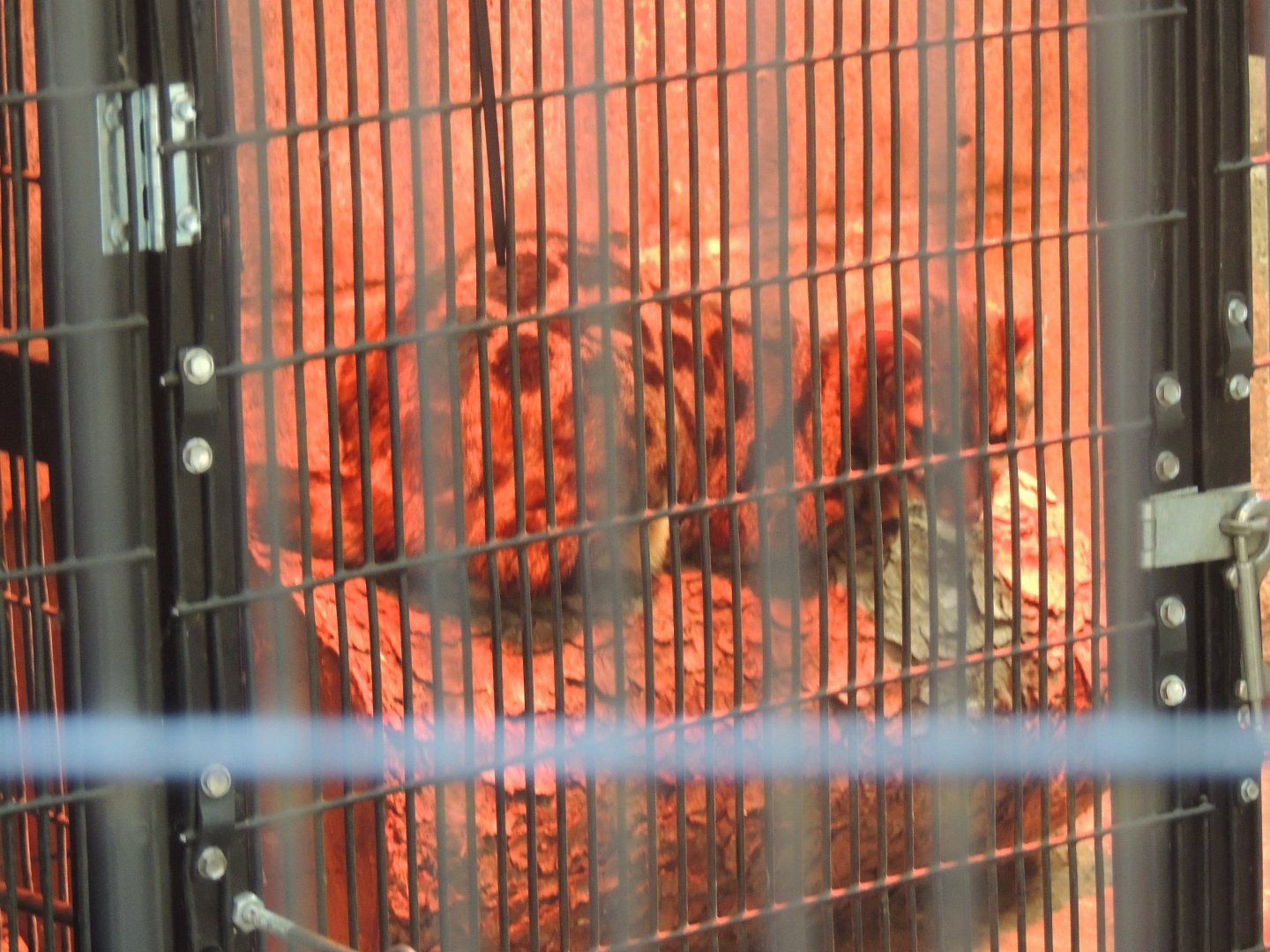 unknown genet species