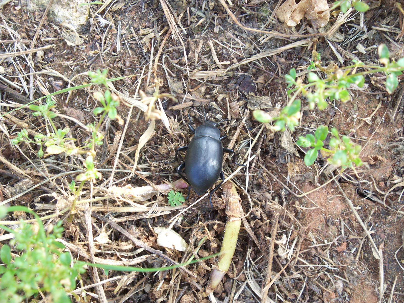unknown ground beetle