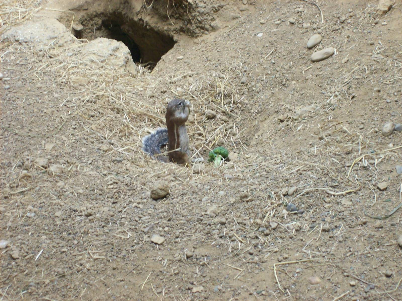unknown ground squirrel and the etosha house