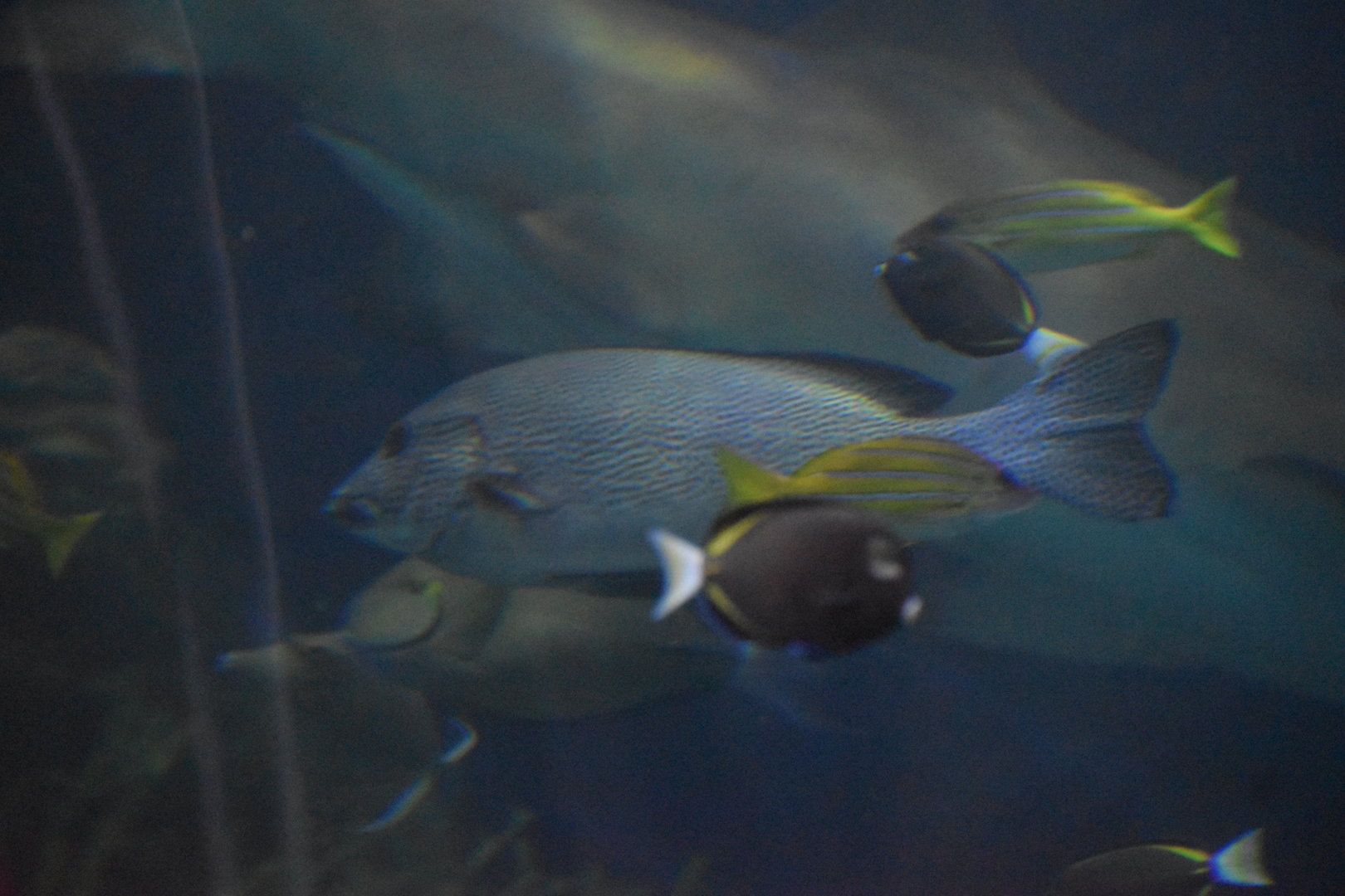 Unknown grouper - Kansas City Zoo