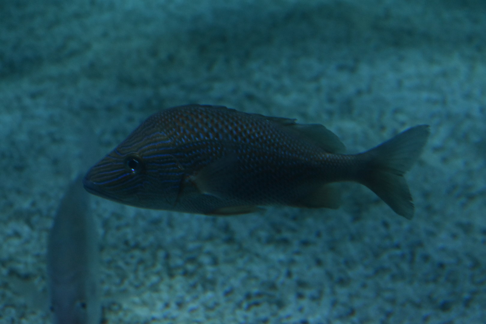 Unknown Grunt or Snapper - Adventure Aquarium
