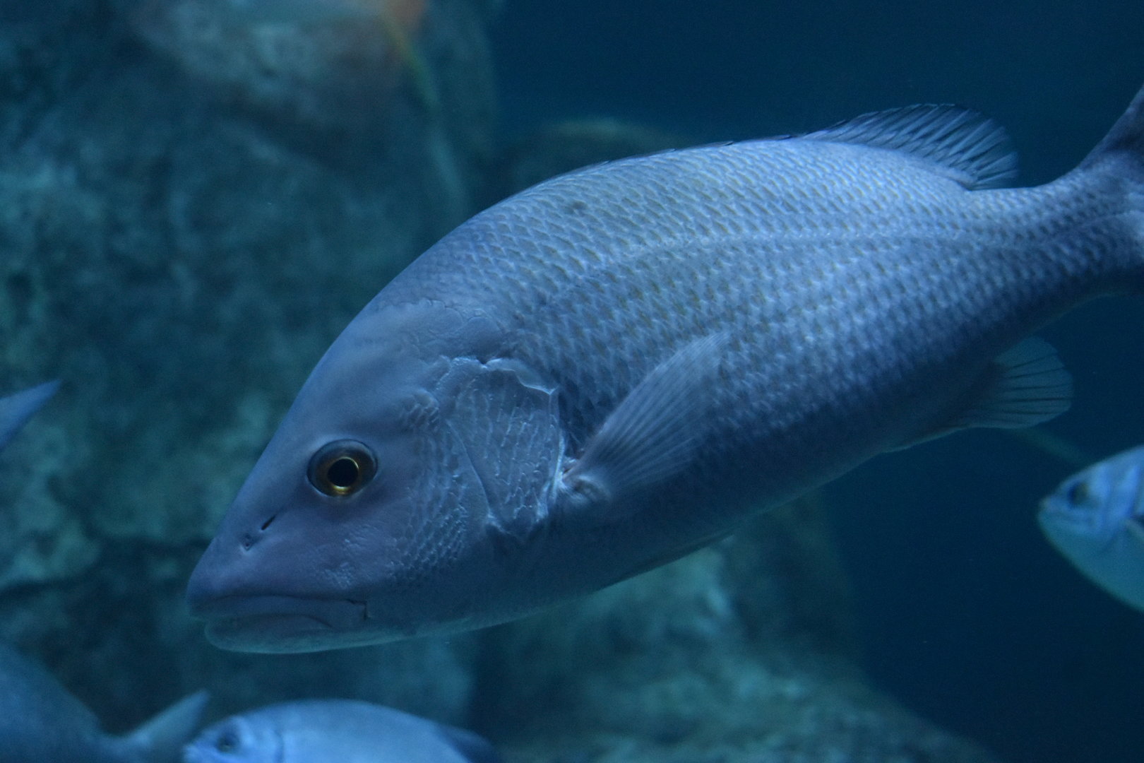 Unknown Grunt/Snapper - Adventure Aquarium