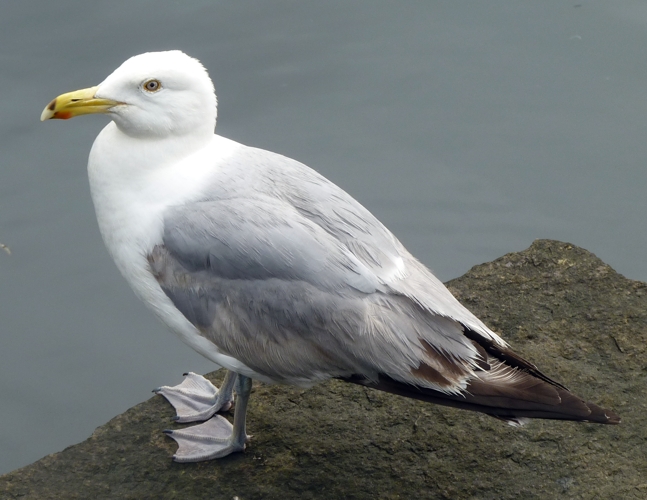Unknown gull, please help ID!